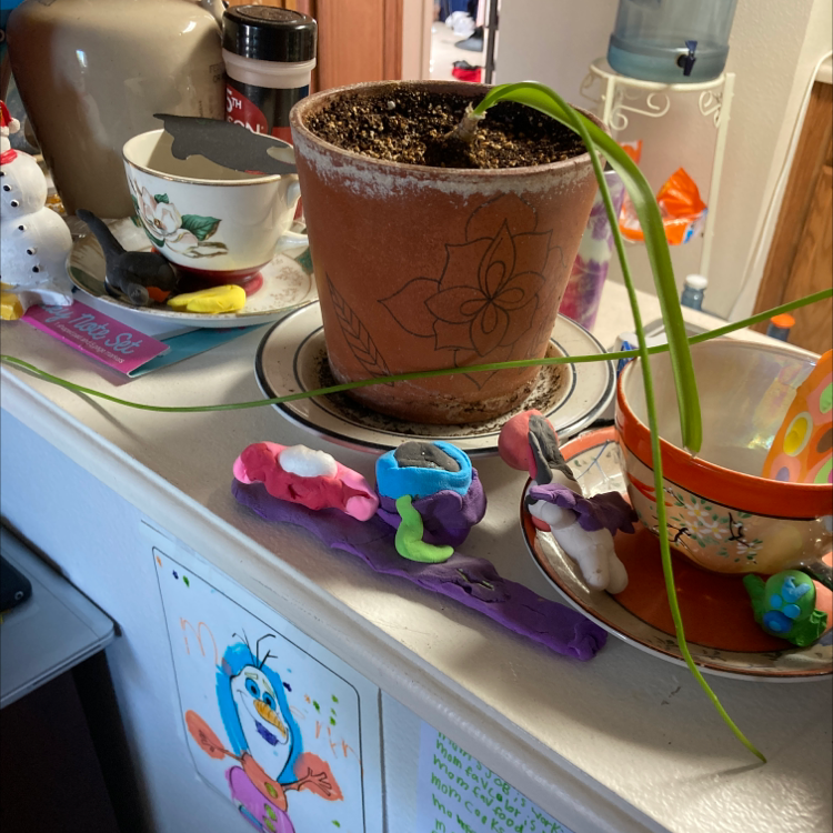 Pregnant Onion plant photo by @Blueplantlady named Oliva on Greg, the plant care app.