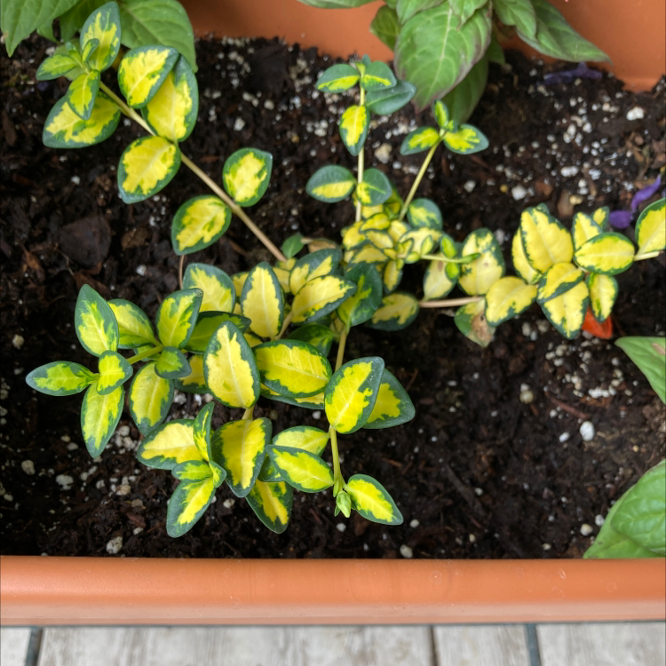 Photo of the plant species Vinca Vine Variegated by @Blueplantlady named Veronica on Greg, the plant care app