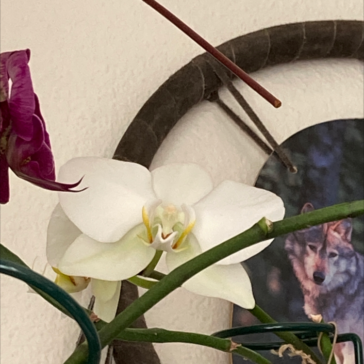 Phalaenopsis Orchid plant photo by @Blueplantlady named Ray Ray on Greg, the plant care app.