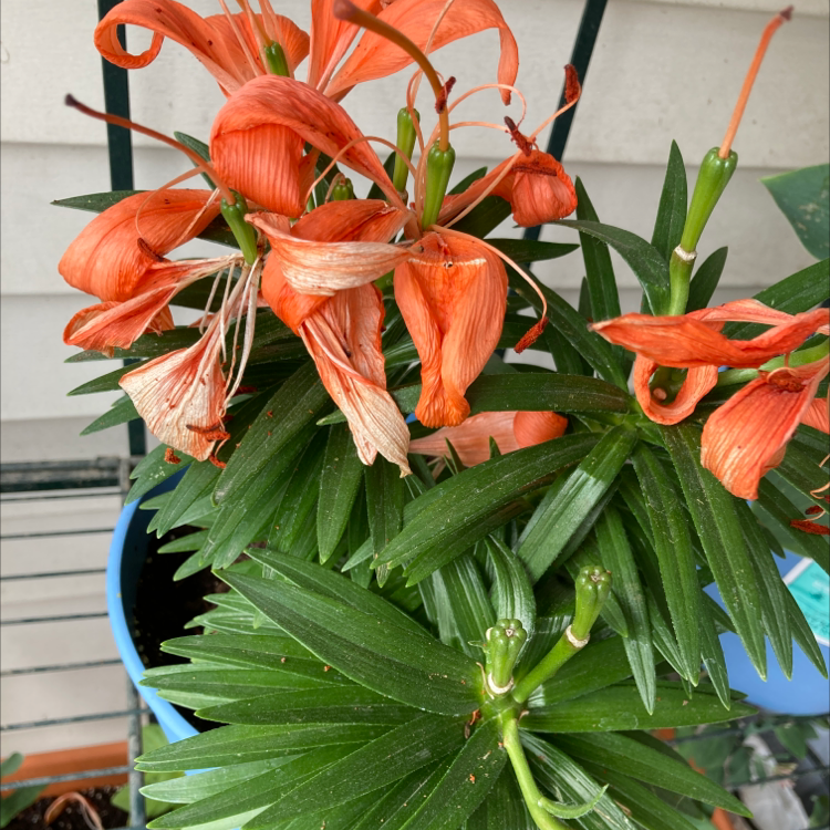 Photo of the plant species Ditch Lily by @Blueplantlady named Zander on Greg, the plant care app