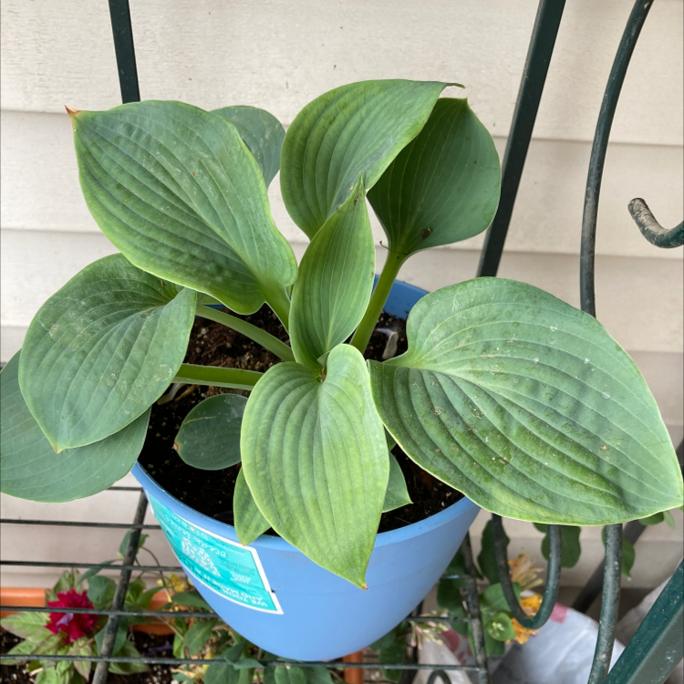 Photo of the plant species Siebold's Plantain Lily by @Blueplantlady named Buffy on Greg, the plant care app