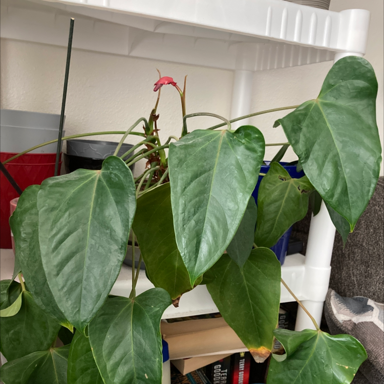 Painter's Palette plant photo by @Blueplantlady named Lorelei on Greg, the plant care app.