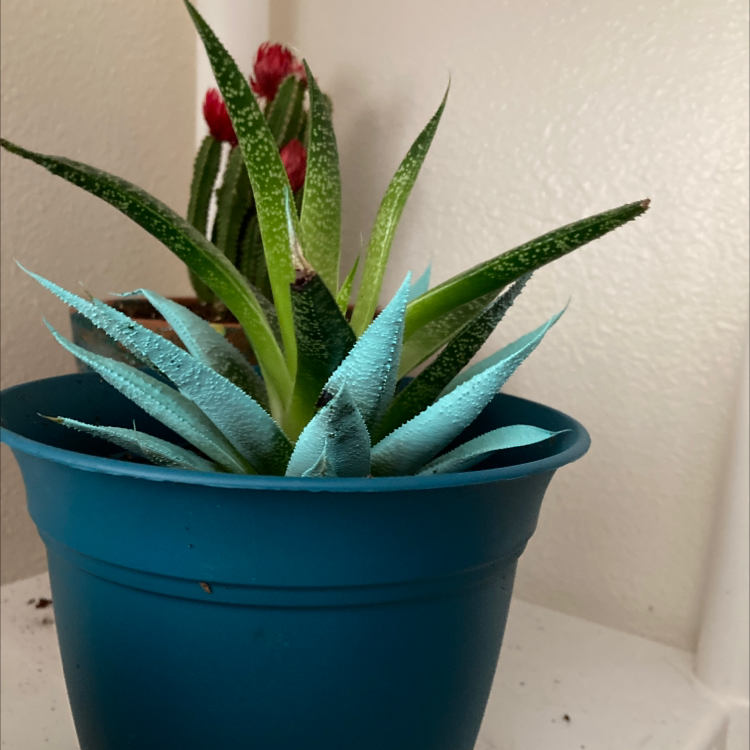 Ox Tongue plant photo by @Blueplantlady named Spike on Greg, the plant care app.