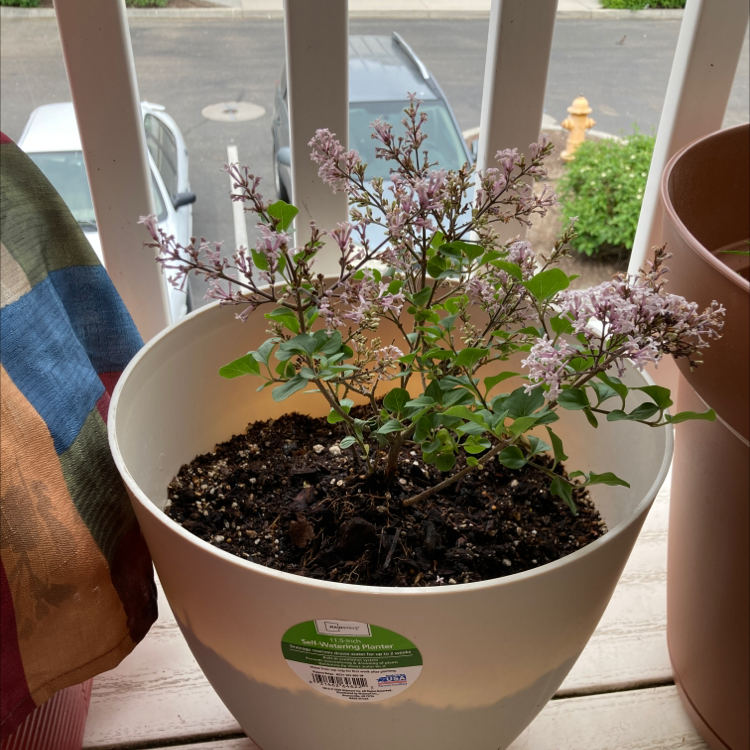 Photo of the plant species Bloomerang Purpink® Reblooming Lilac by @Blueplantlady named Gale on Greg, the plant care app