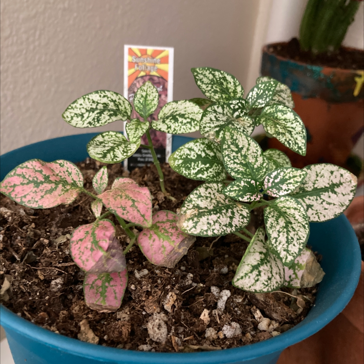 Polka Dot Plant plant photo by @Blueplantlady named Dots of poke on Greg, the plant care app.