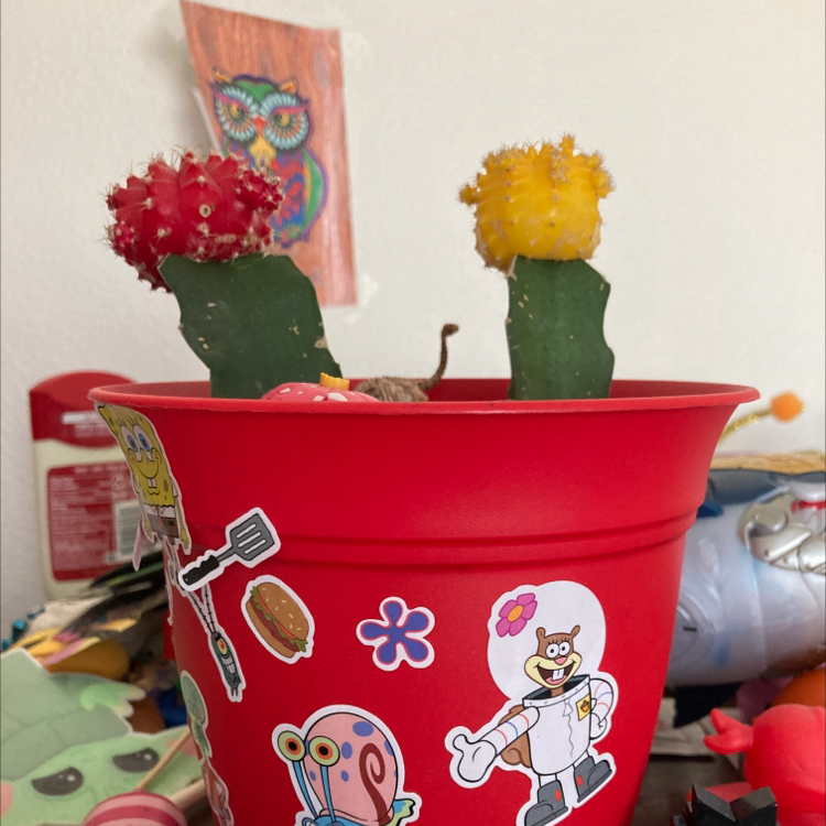 Moon Cactus plant photo by @Blueplantlady named Frank and Bill on Greg, the plant care app.