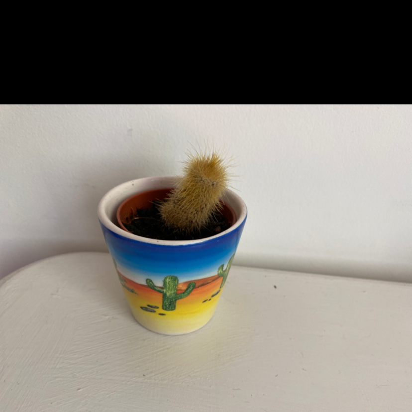 Golden Snakecactus in a colorful pot with a desert scene.
