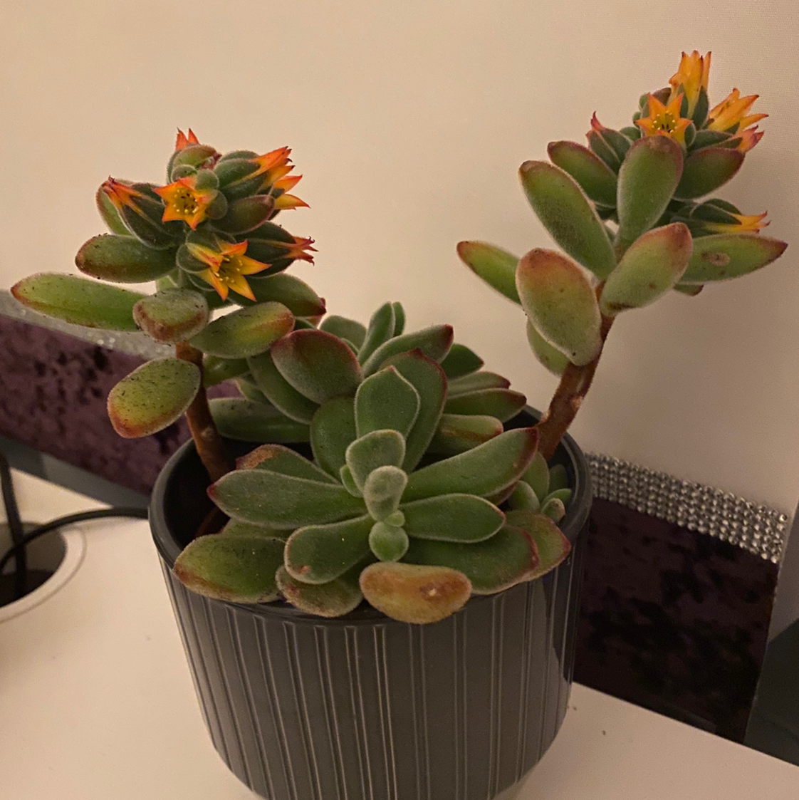 Plush Plant succulent with yellow and red flowers in a black pot.