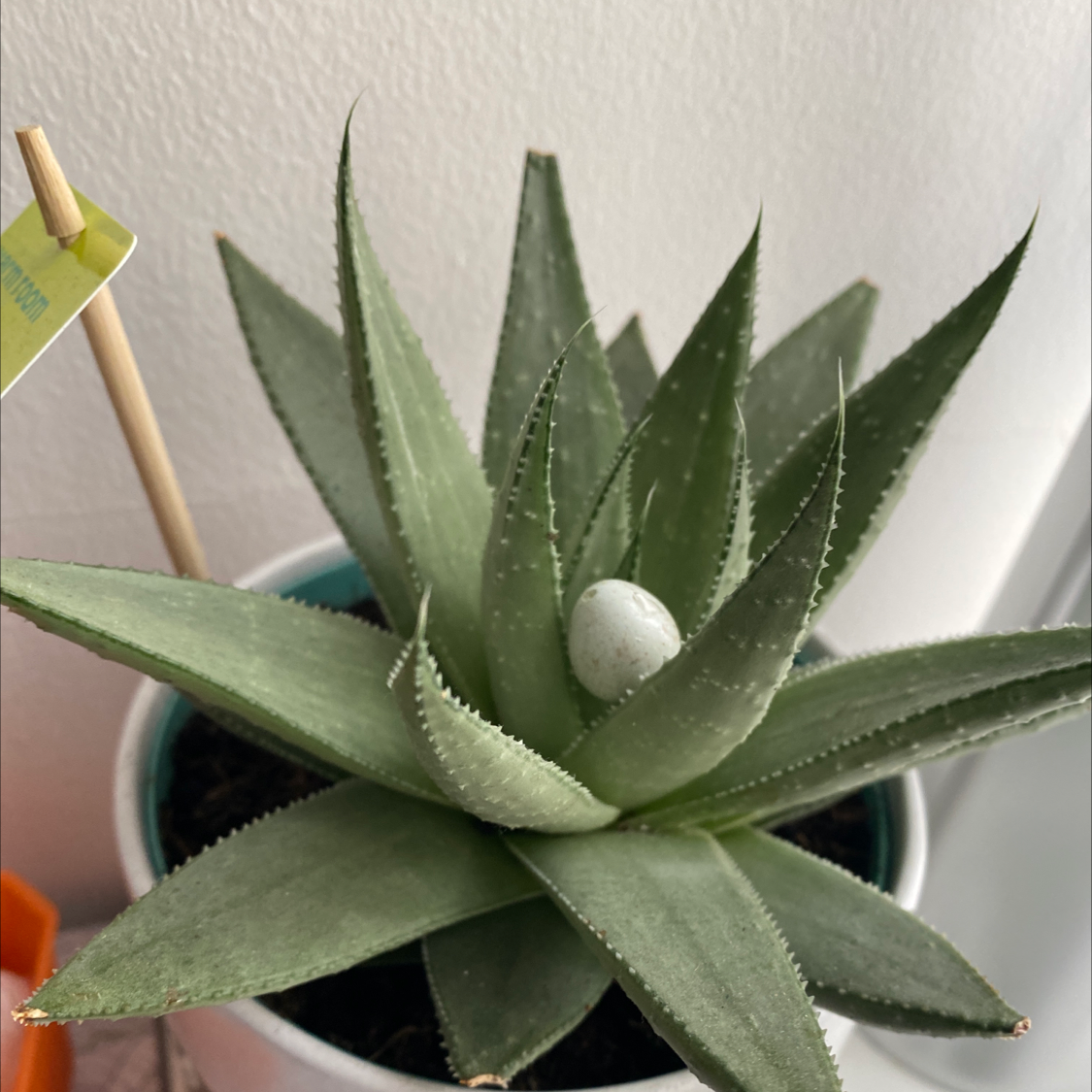 Photo of the plant species Haworthia 'Savanna' by Aminah named Terra on Greg, the plant care app
