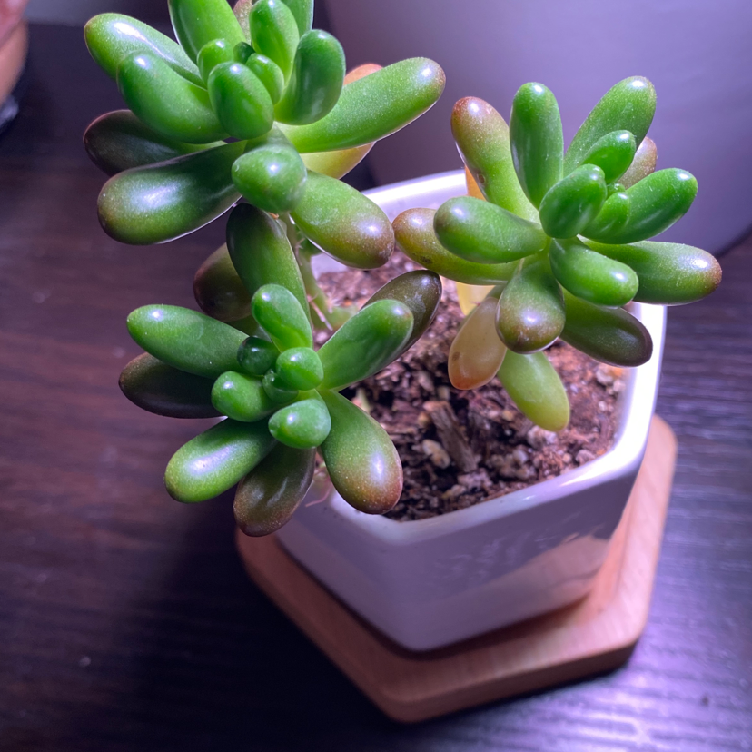 Jelly Bean Plant in a white pot with visible soil and healthy green leaves.