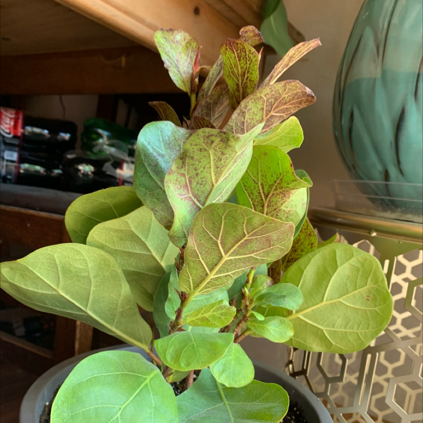 Dwarf Fiddle Leaf Fig plant with some browning leaves, potted indoors.