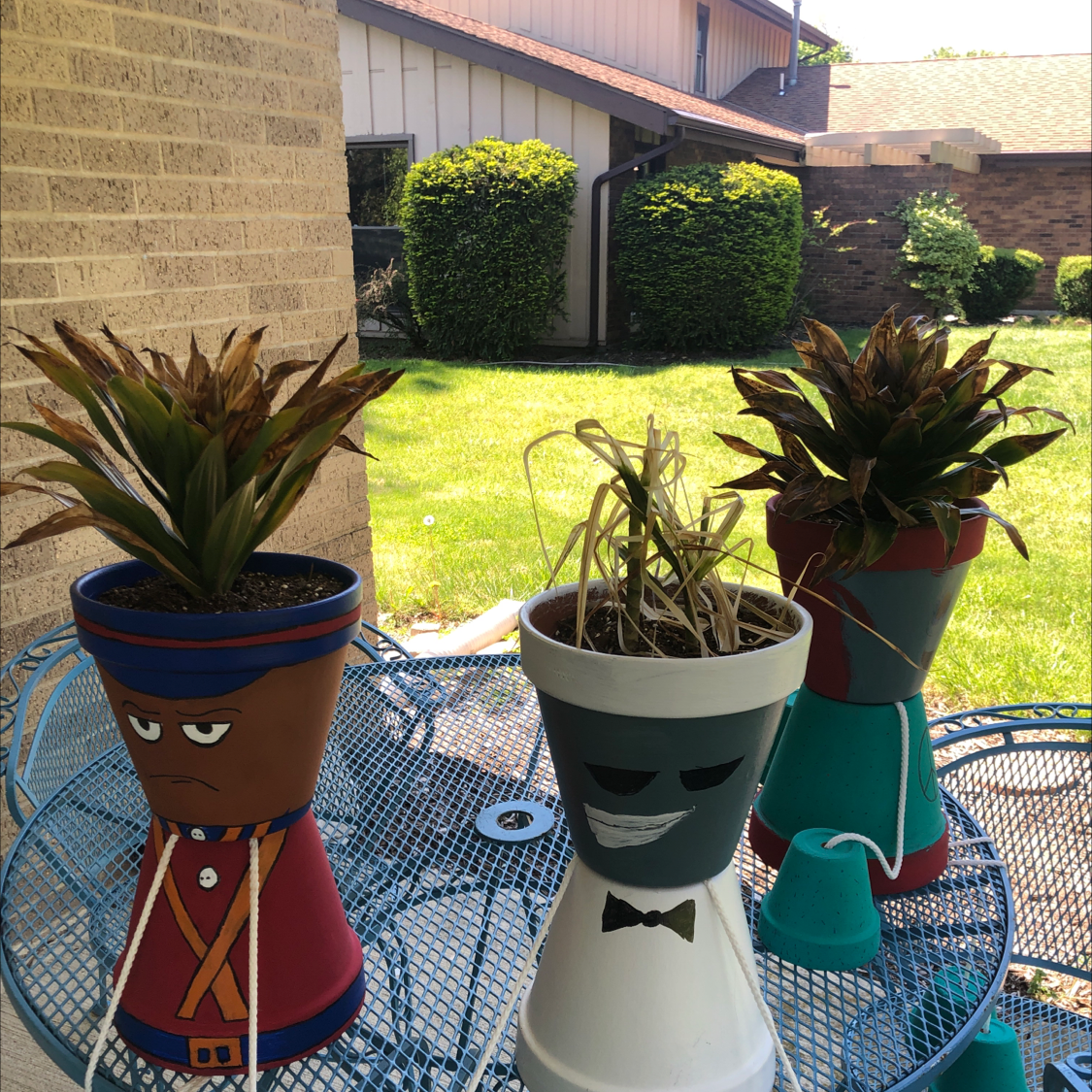 Three potted plants on a metal table outdoors, with two Dracaena Dorado plants and one dried-out plant in the middle.