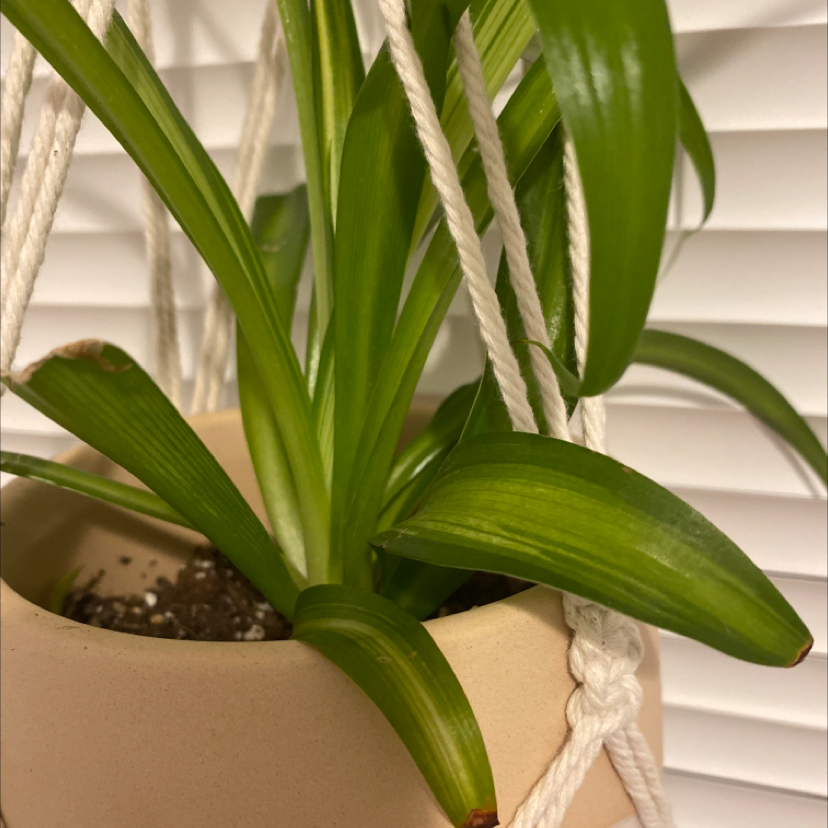 Variegated Spider Plant in a hanging pot with visible soil and healthy green leaves.