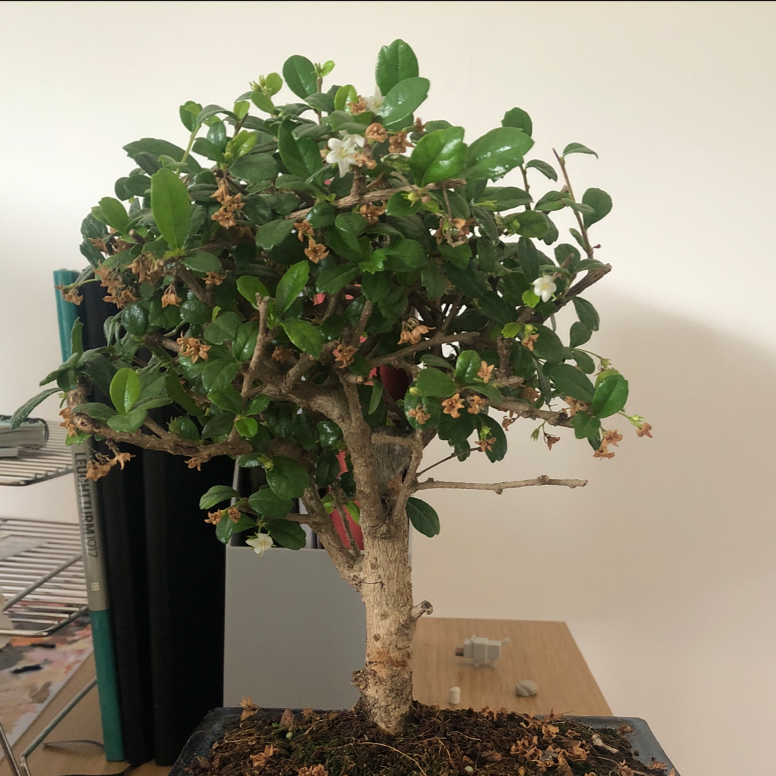 A healthy Chinese Elm bonsai tree in a rectangular pot, with a thick trunk, small green leaves, and slight leaf yellowing.