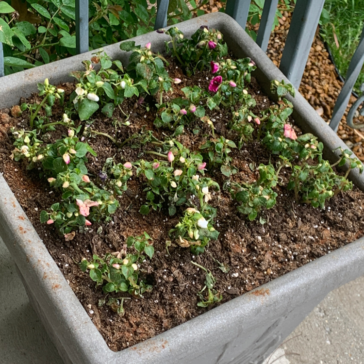 Potted Buzzy Lizzy plant with some yellowing and browning leaves, and pink flowers.