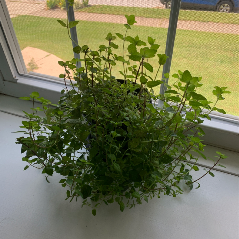 Photo of the plant species Variegated Zippy Plant by Joshua named Mint on Greg, the plant care app