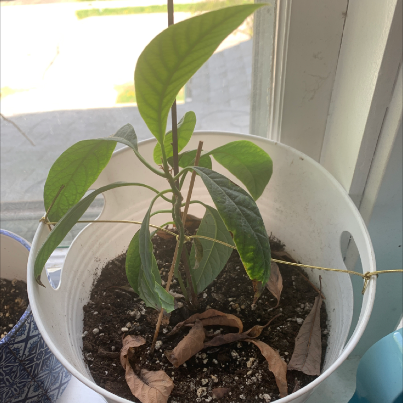 Avocado plant photo by Emma named Avo on Greg, the plant care app.