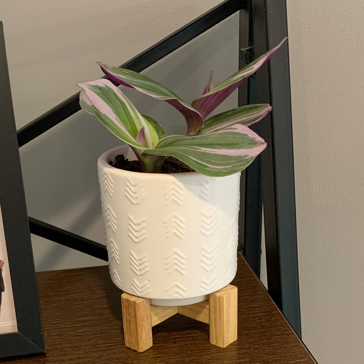 Pink Stripe Spiderwort plant in a white pot with a wooden stand, appears healthy.