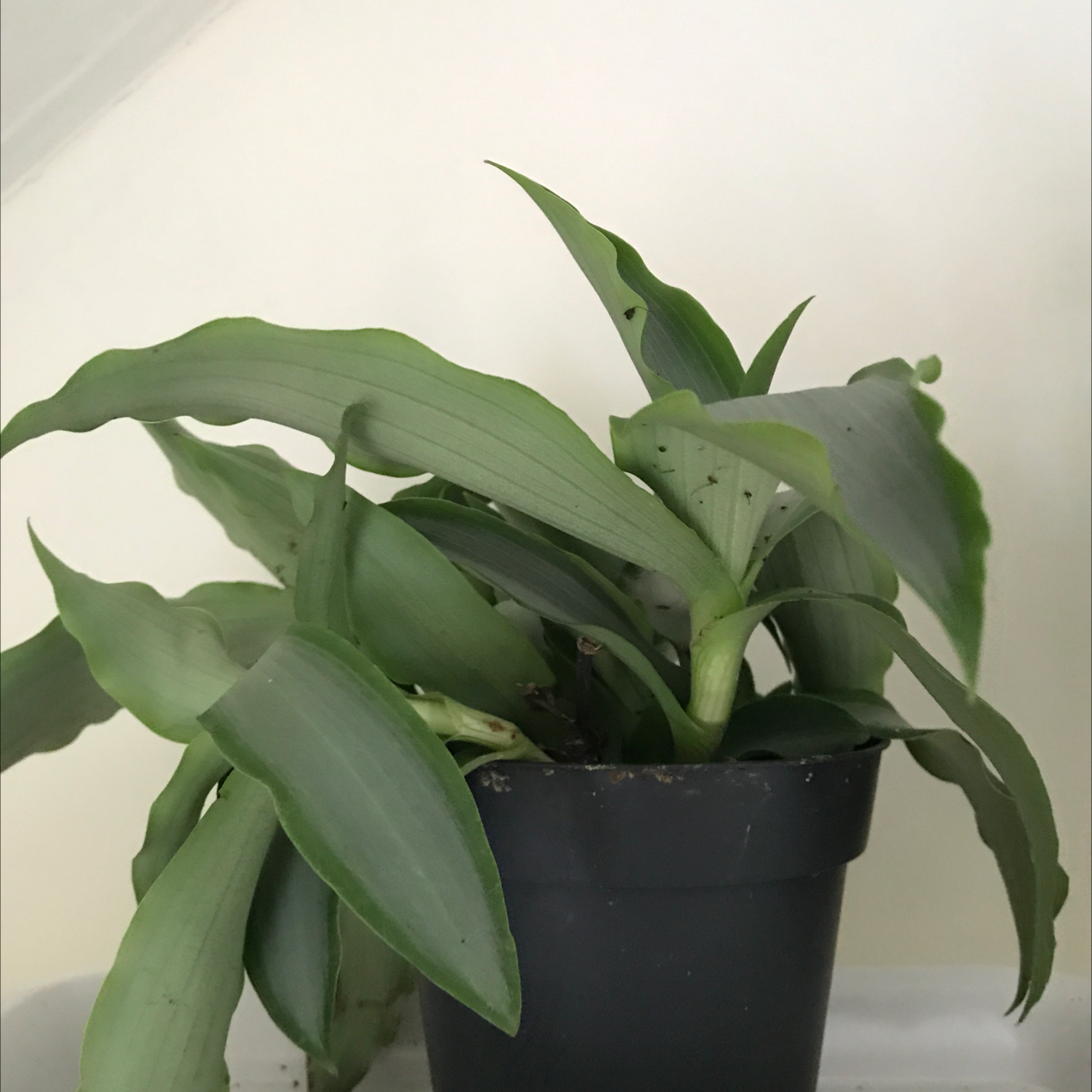 Potted Bright Star Murdannia plant with green leaves and minor black spots.