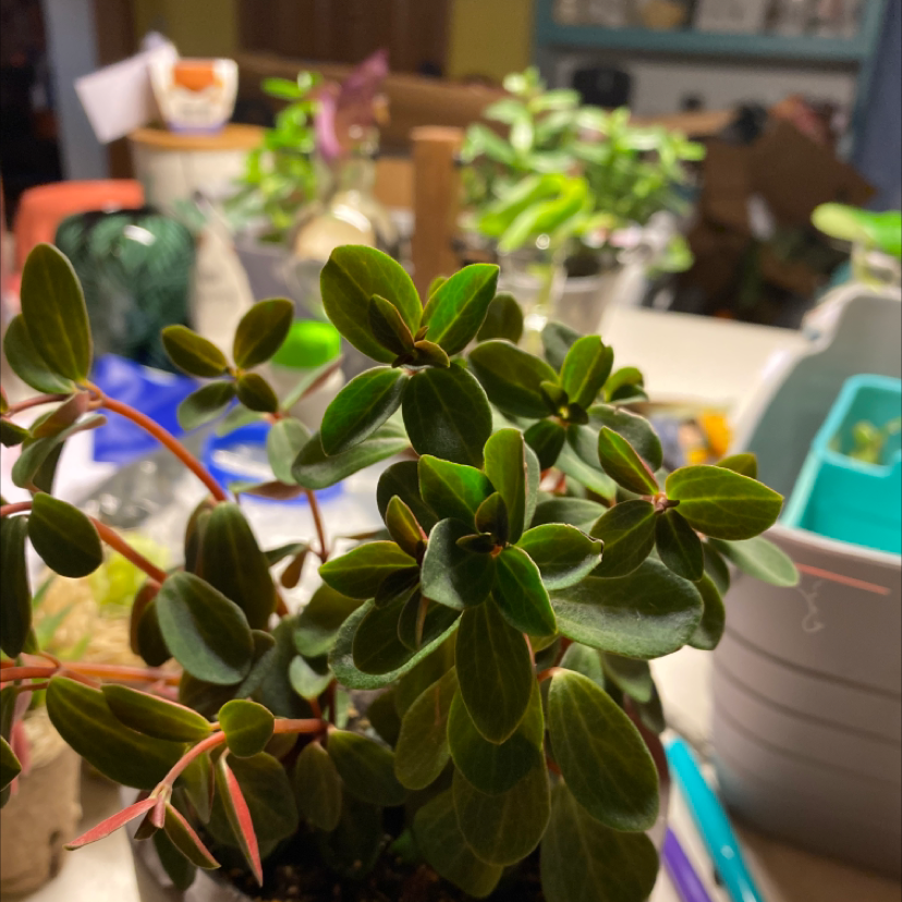 Peperomia Red Log plant with healthy green leaves and red stems, well-framed and in focus.