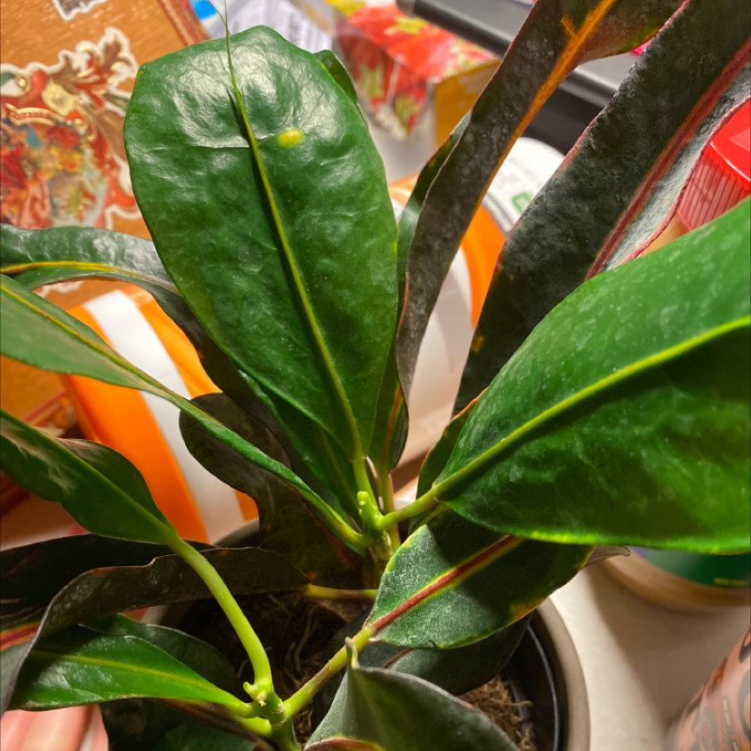 Croton Mammy plant with vibrant green leaves and some red and yellow variegation.