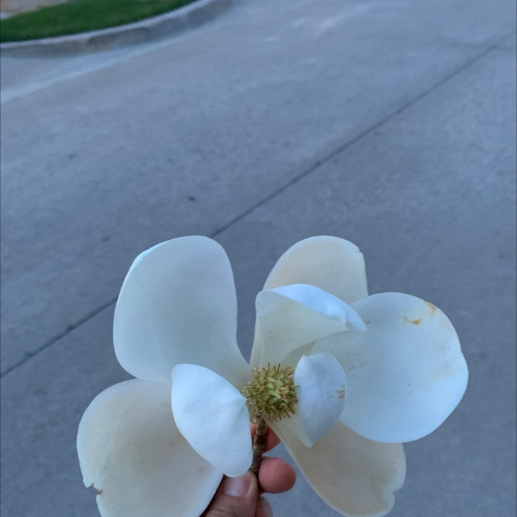 Photo of the plant species Tulip magnolia by Mitsukha named Your plant on Greg, the plant care app