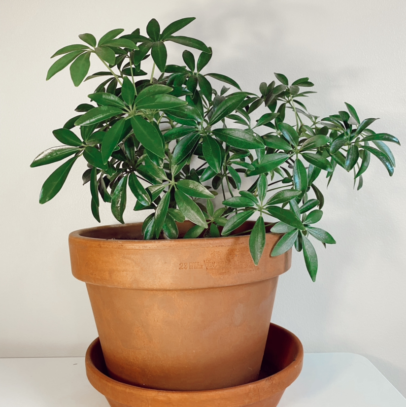 Photo of the plant species Dwarf Umbrella Tree by @emuh named Denise on Greg, the plant care app