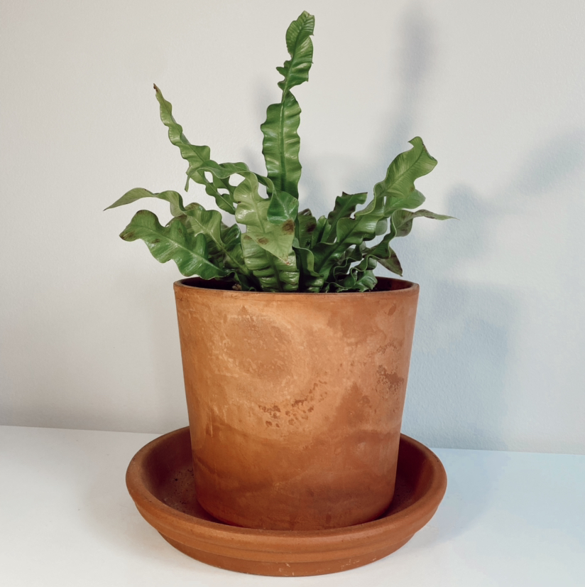 Photo of the plant species Japanese Bird's Nest Fern by @emuh named Phil on Greg, the plant care app