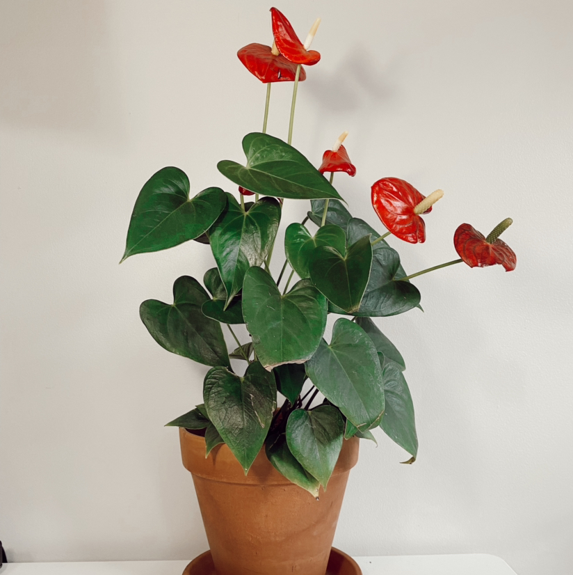 Photo of the plant species Painter's Palette by @emuh named Noodle on Greg, the plant care app