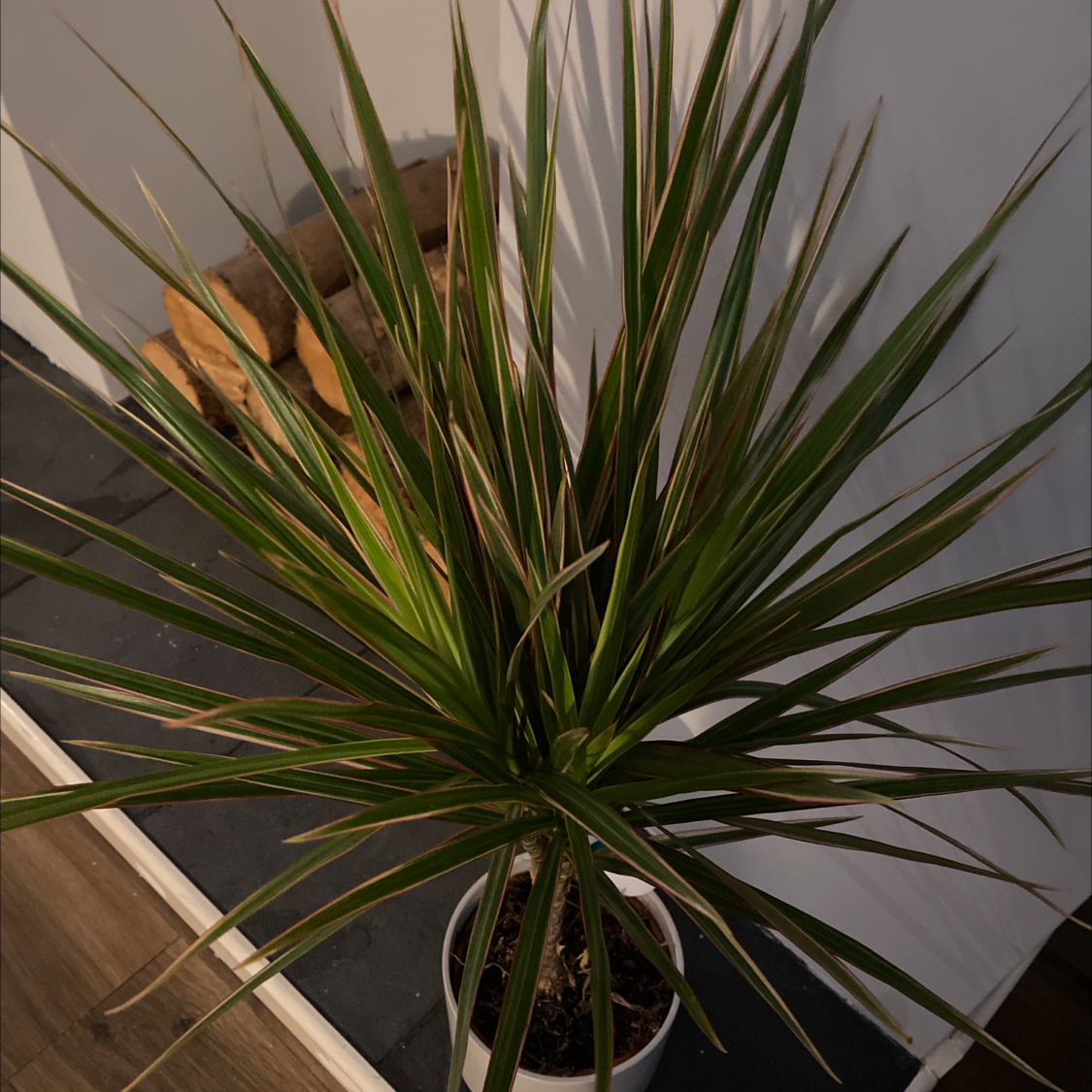 Dracaena 'Ray of Sunshine' plant with some browning leaf tips, potted indoors.