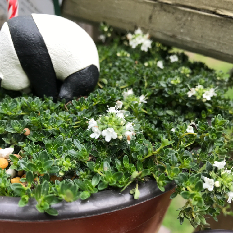 Photo of the plant species Thymus Albus by Lu named Your plant on Greg, the plant care app