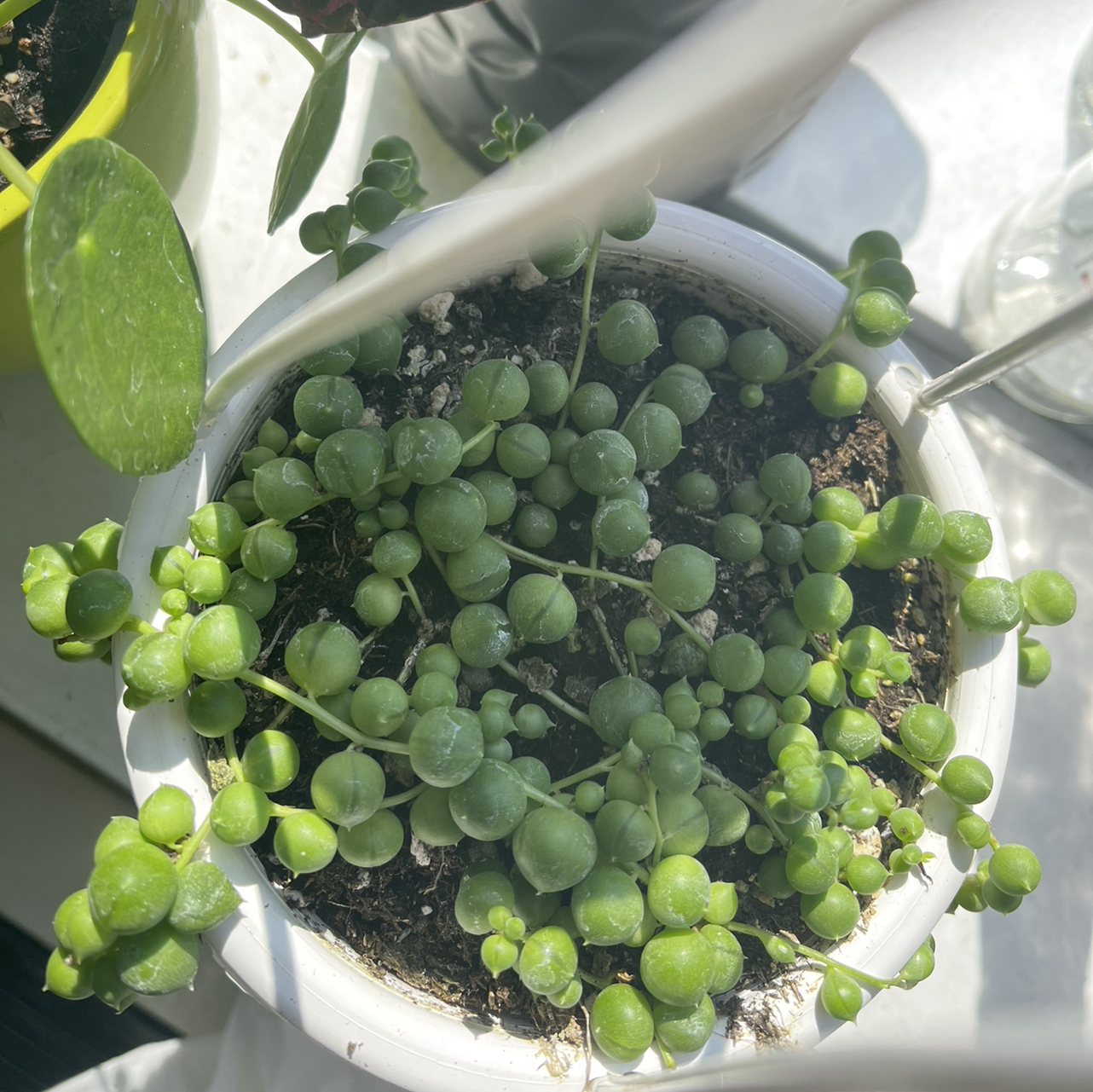 String of Pearls plant photo by Emily named bubs on Greg, the plant care app.