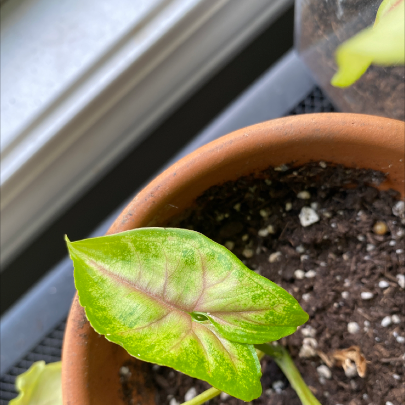 Red Heart plant photo by @hannah516 named drama queen on Greg, the plant care app.