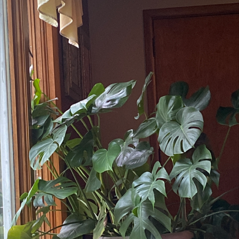 Monstera plant photo by @hannah516 named Monsty on Greg, the plant care app.