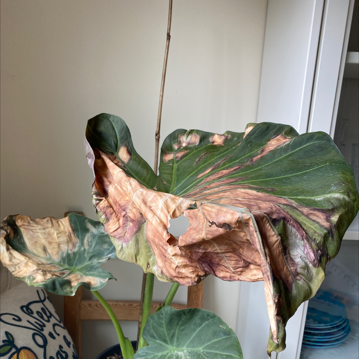 problems with elephant ear plants