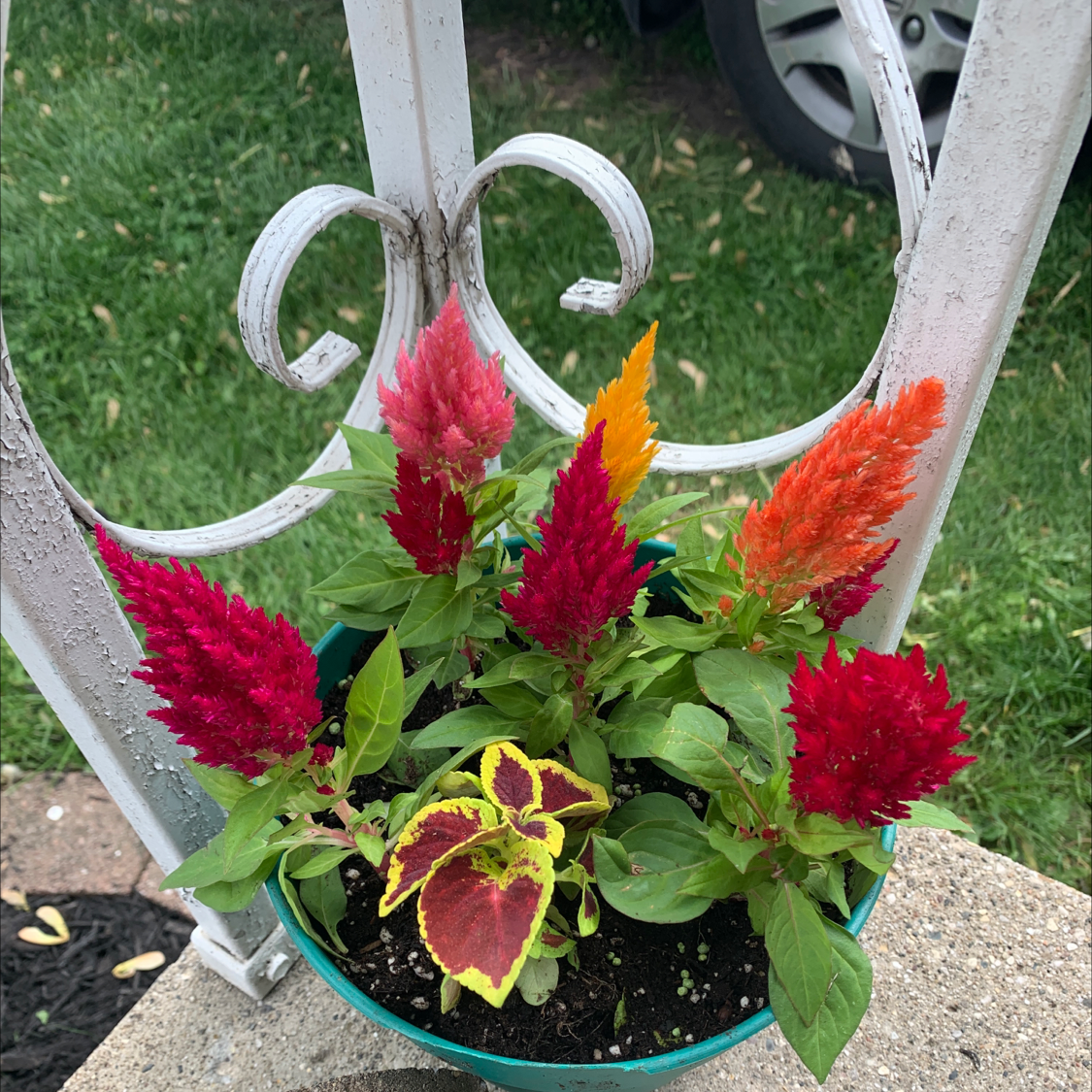 A potted cockscomb plant with vibrant red and orange plume-like flowers in full bloom, set against lush green foliage.