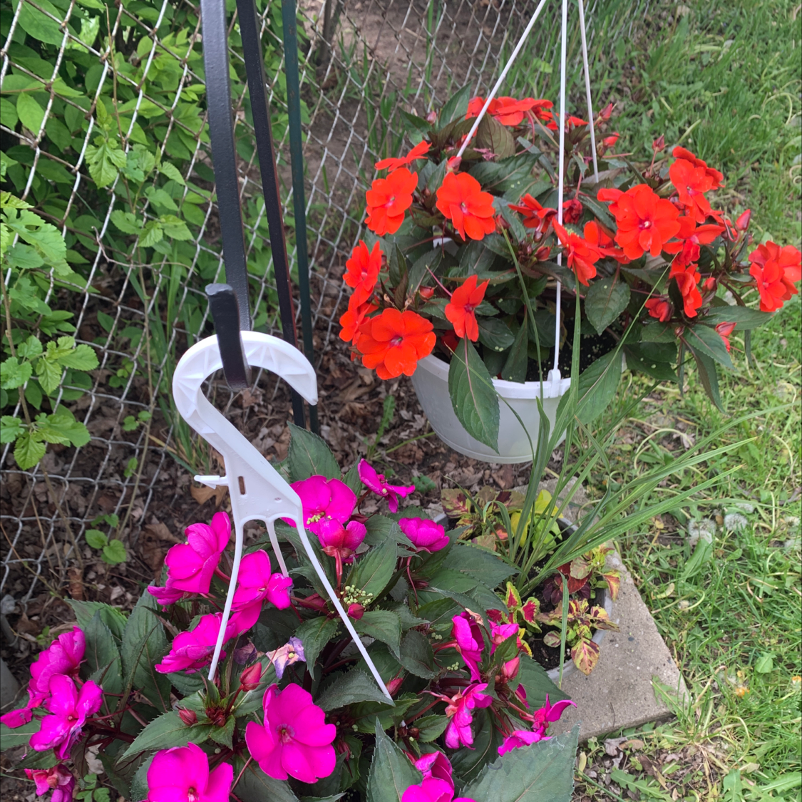 Two hanging baskets of New Guinea Impatiens with vibrant red and pink flowers.