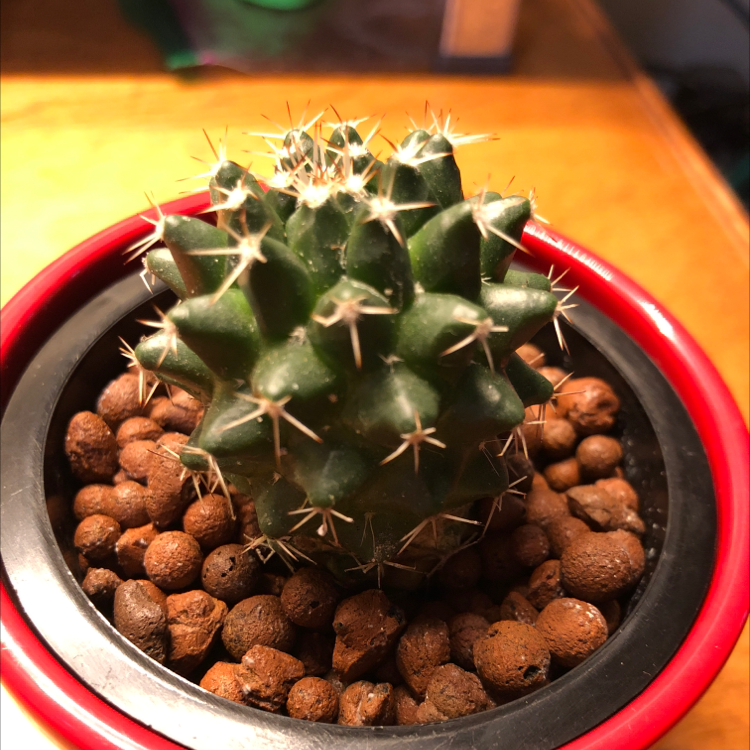 A healthy Mammillaria backebergiana cactus in a pot with rocky substrate.