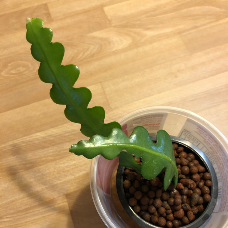 Fishbone Cactus in a pot with clay pebbles, healthy green leaves.