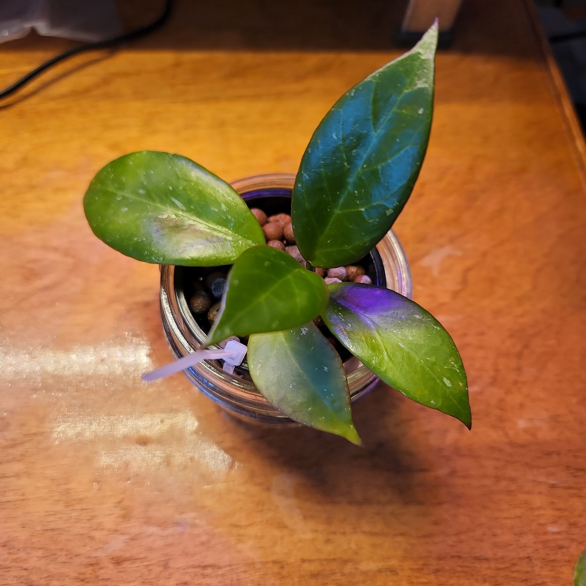 Hoya 'Sunrise' plant in a small pot with four leaves and visible soil.