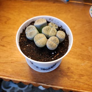 Lithops plant in Somewhere on Earth