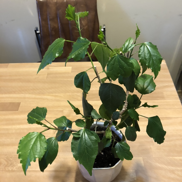 Rose Mallow plant photo by @Tessa named Apricot on Greg, the plant care app.