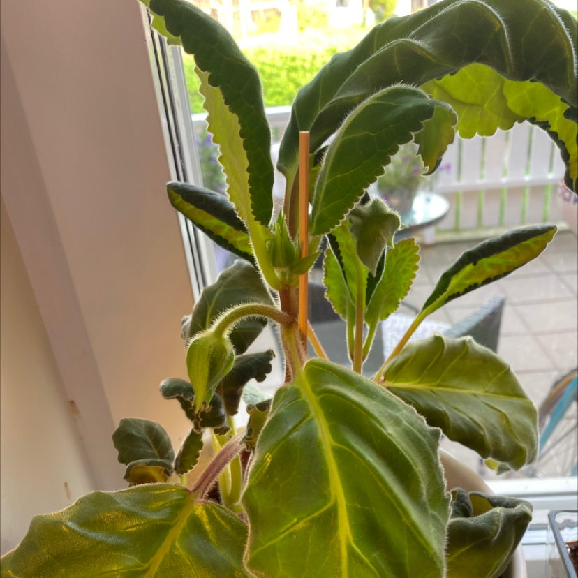 Florist's gloxinia plant with large green leaves near a window.