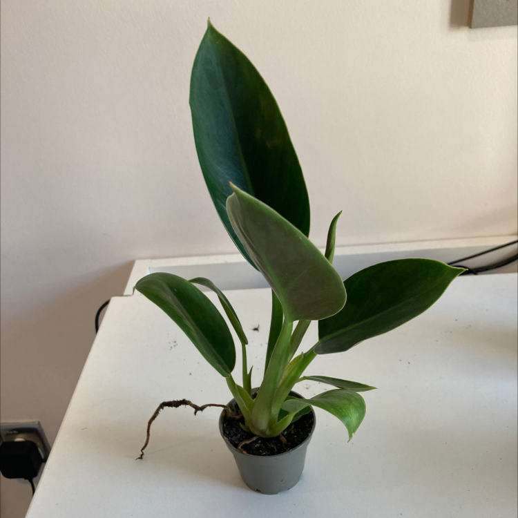 Photo of the plant species Philodendron 'Golden Princess' by @joe_inman named Suzie on Greg, the plant care app