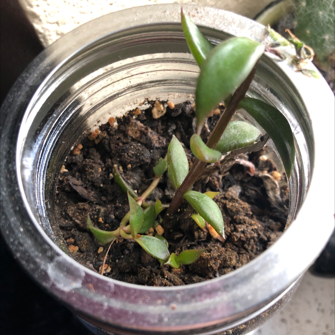 Close-up of healthy Mother of Thousands succulent in shiny pot with dark soil, long slender leaves with many small brown propagules.