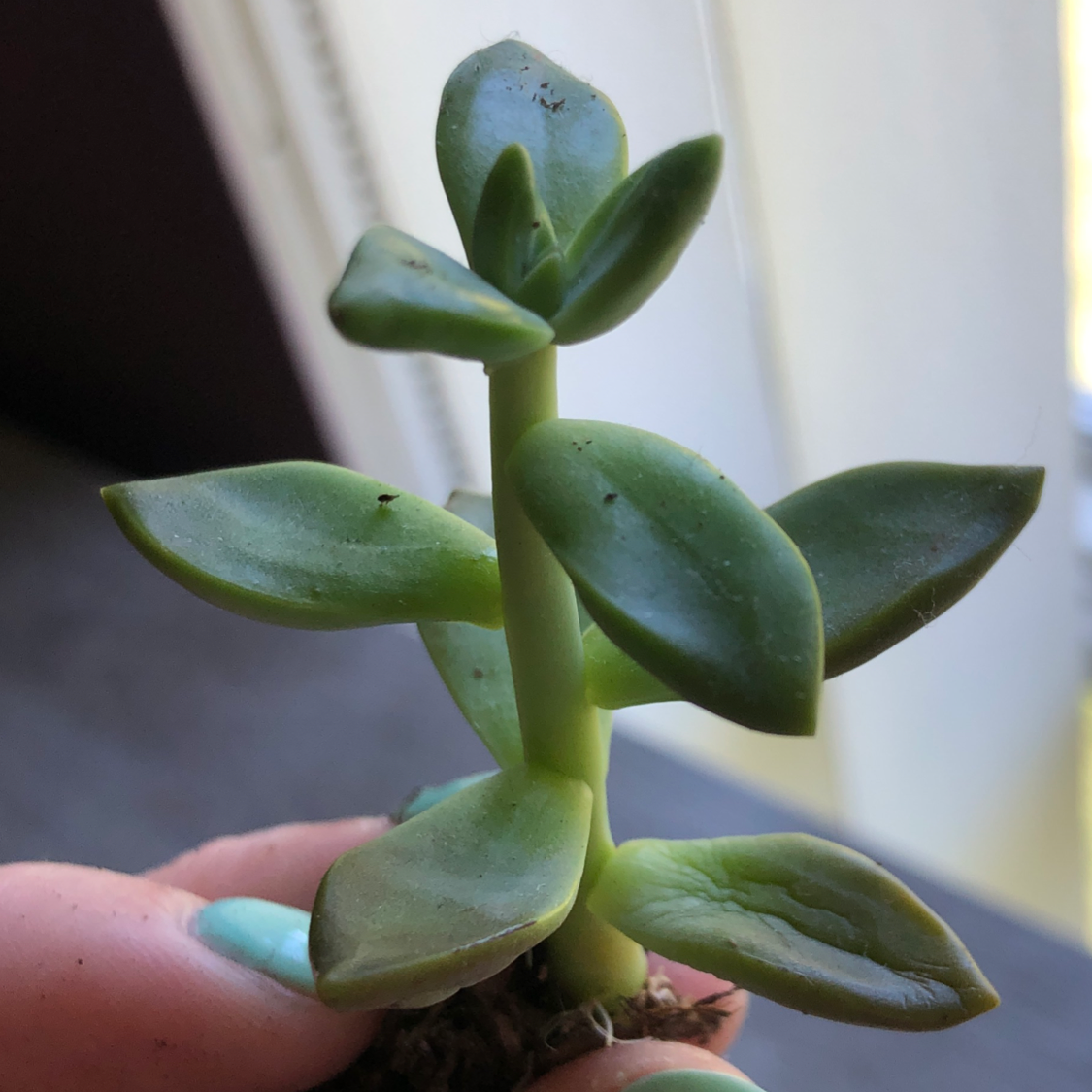 Echeveria 'Topsy Turvy' succulent plant held by a hand, with green leaves and no visible discoloration.