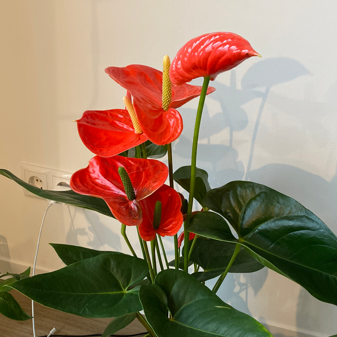 Photo of the plant species Painter's Palette by @Niginchen named Cleopatra on Greg, the plant care app