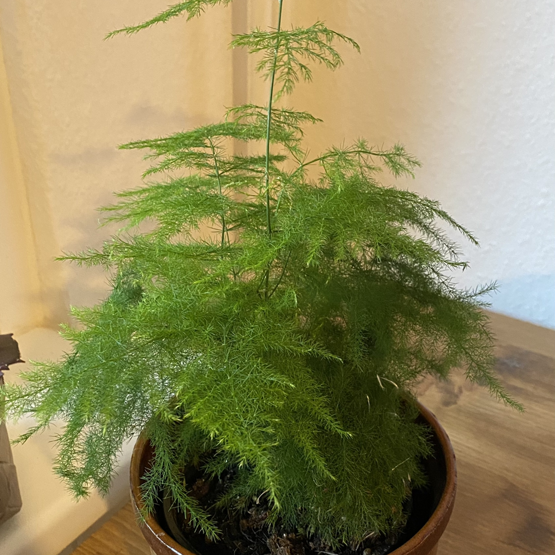 Photo of the plant species Asparagus Fern by @Niginchen named Fern Ando on Greg, the plant care app