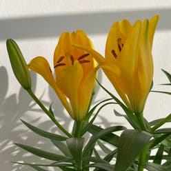Orange Lily plant