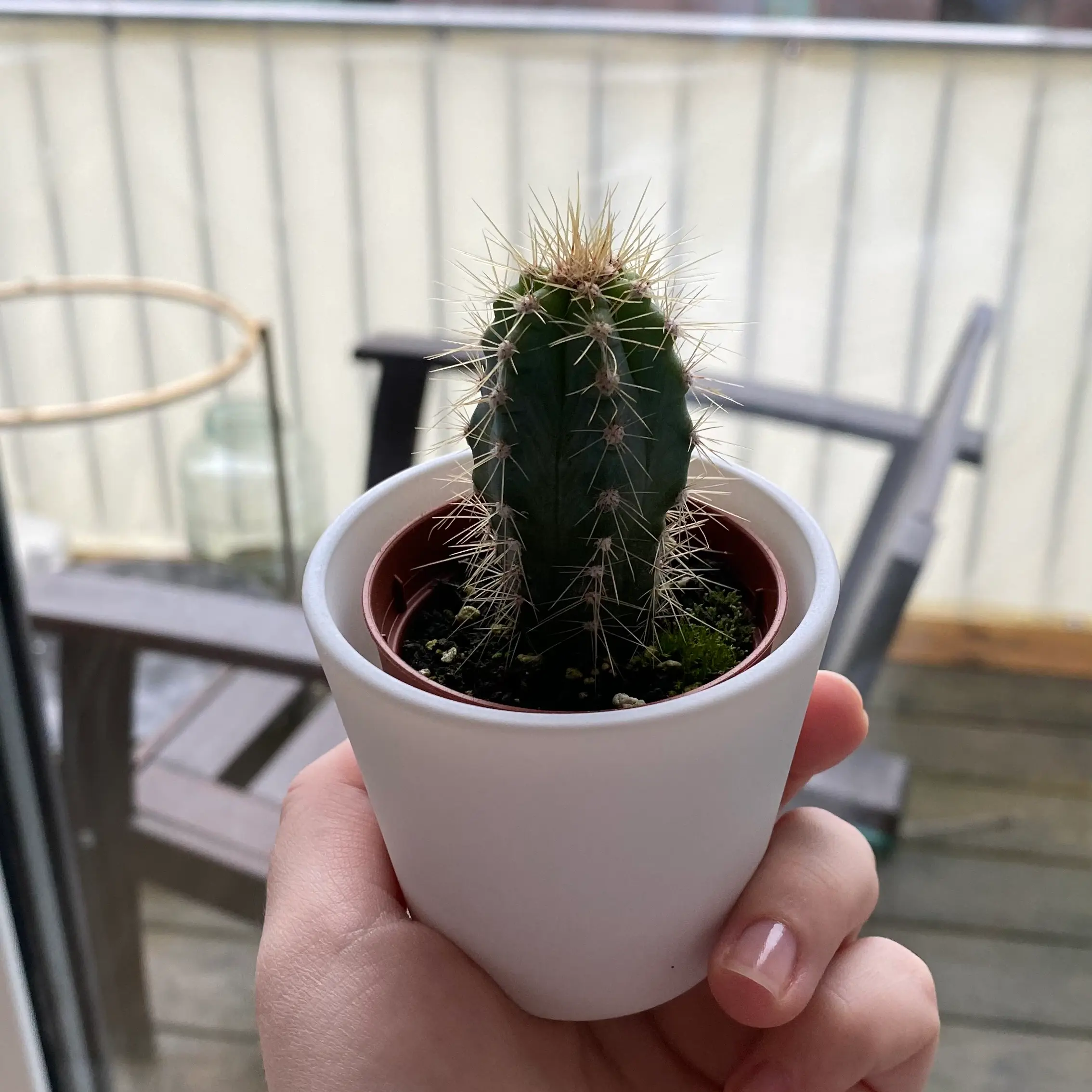 Cephalocereus polylophus cactus in a white pot, held by a hand, with outdoor furniture in the background.